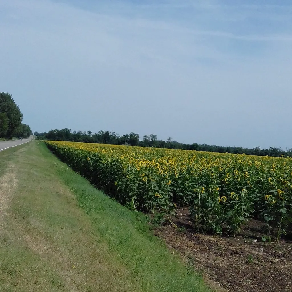 Чайная беседка