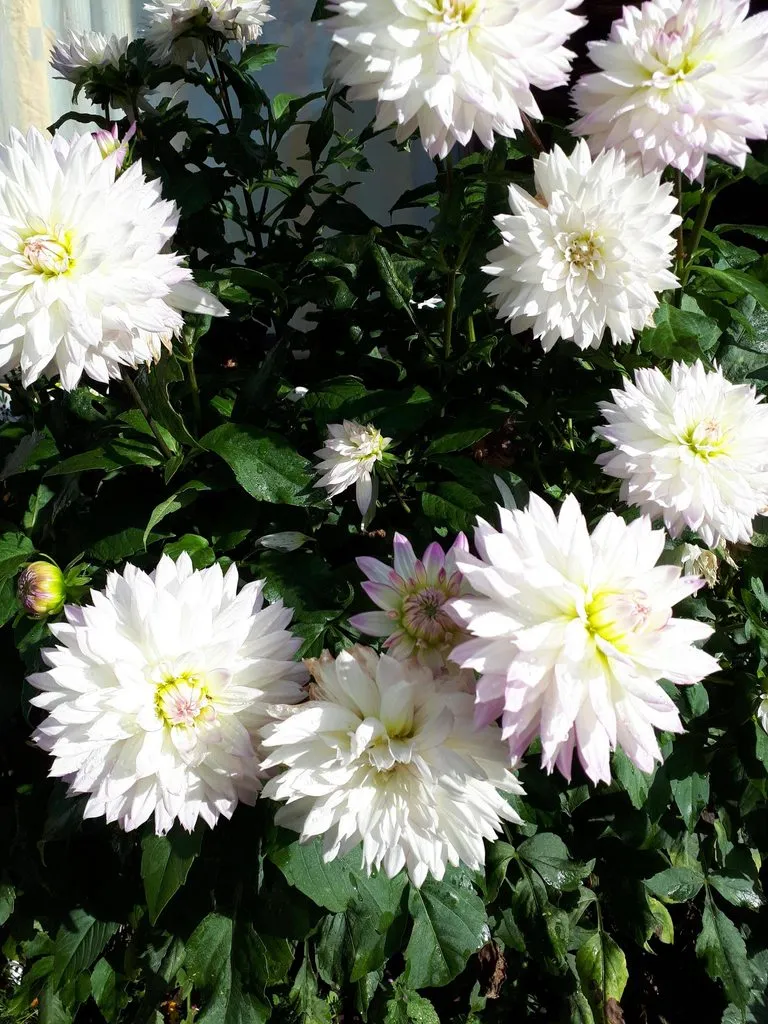 Чайная беседка