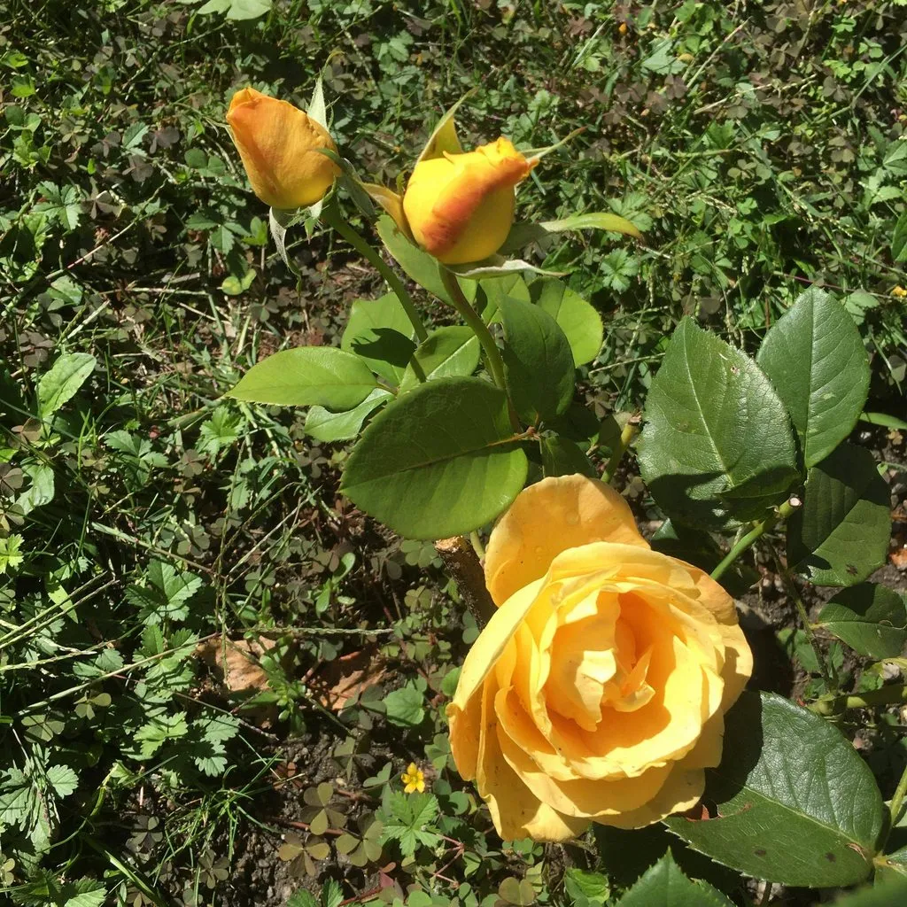 Чайная беседка