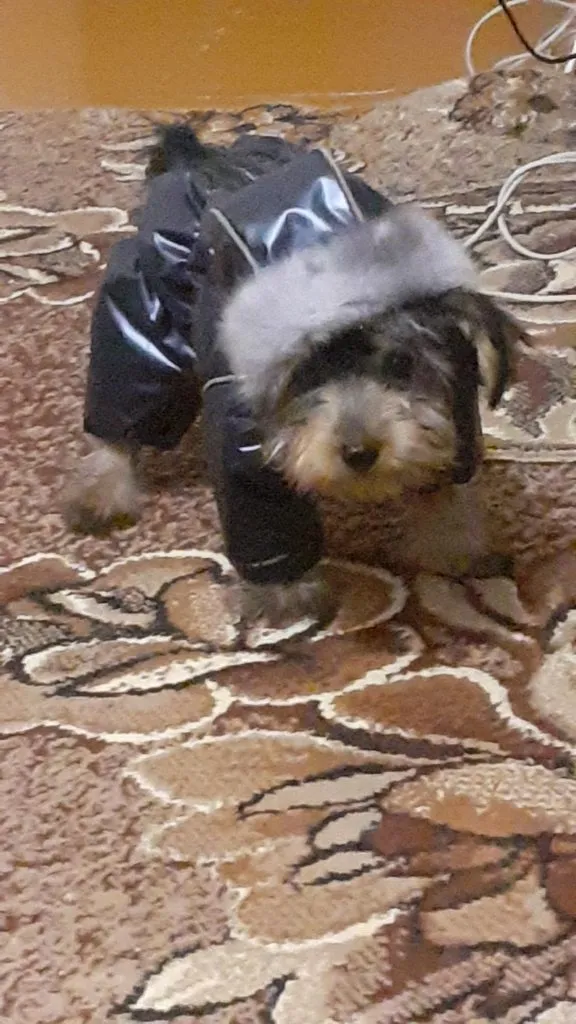 Tapтaлeтки & Ко