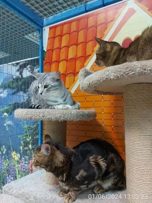 Чайная беседка