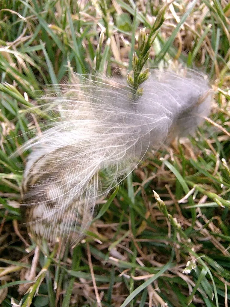 Чайная беседка