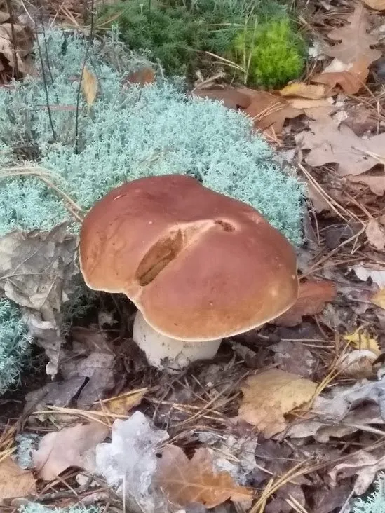 Чайная беседка