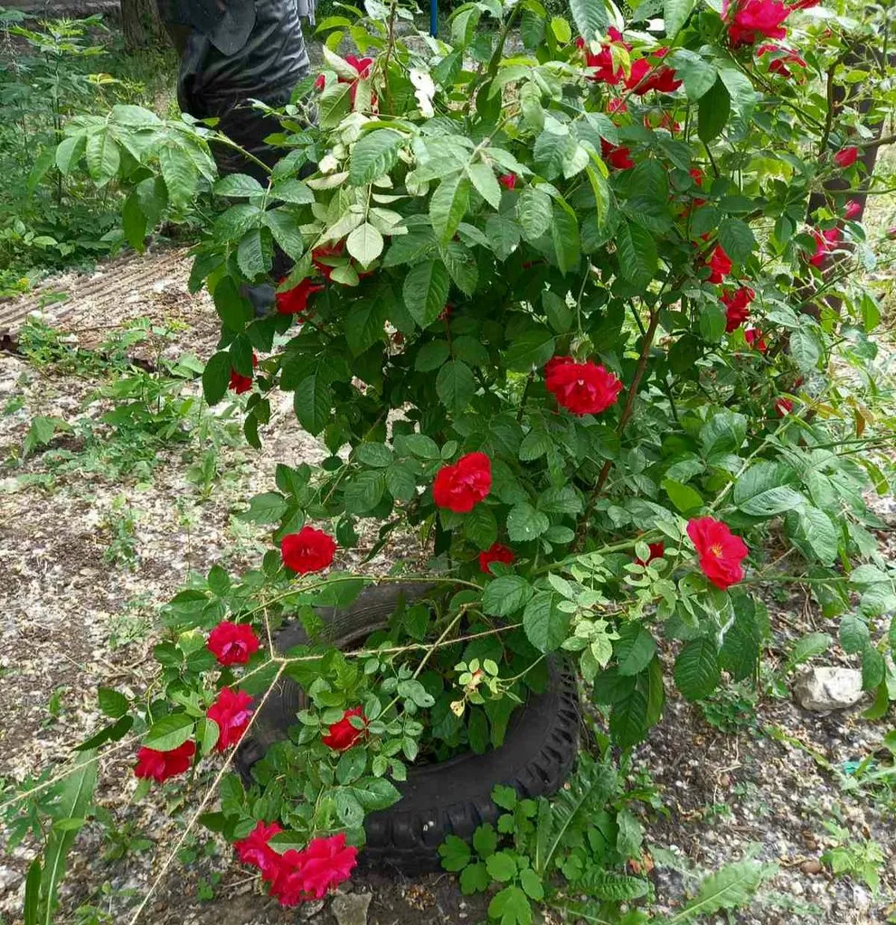 Флора