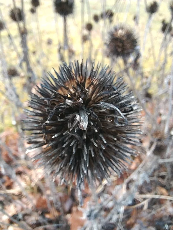 Чайная беседка