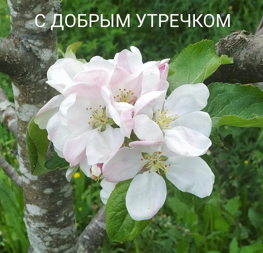 Кафе «У пани Сони»