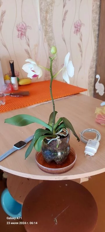 Чайная беседка