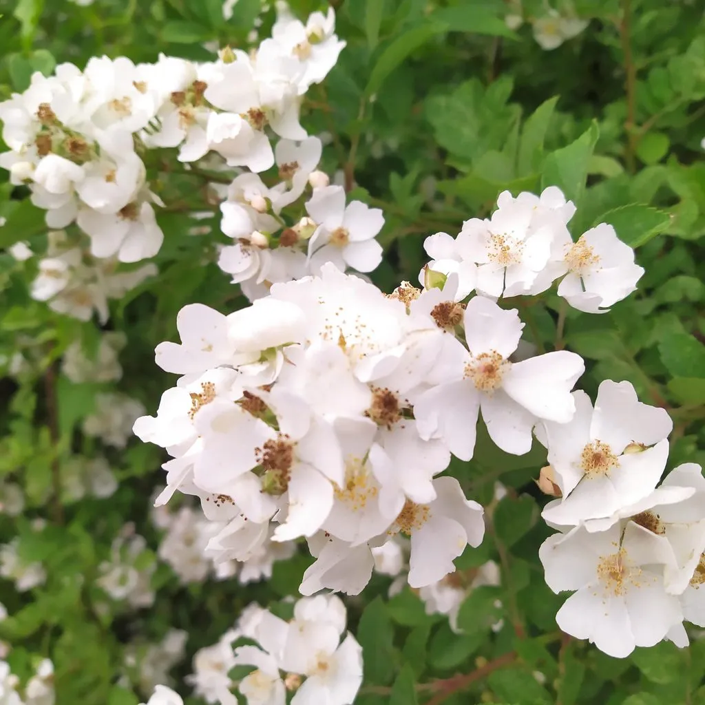 Чайная беседка