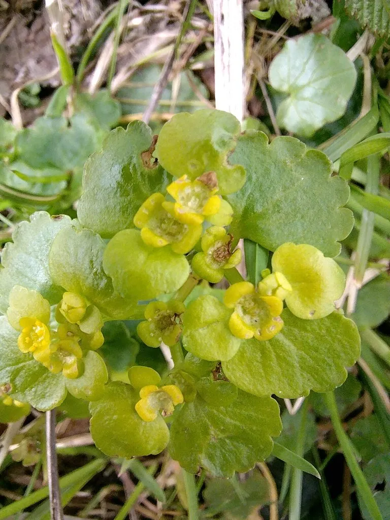 Чайная беседка