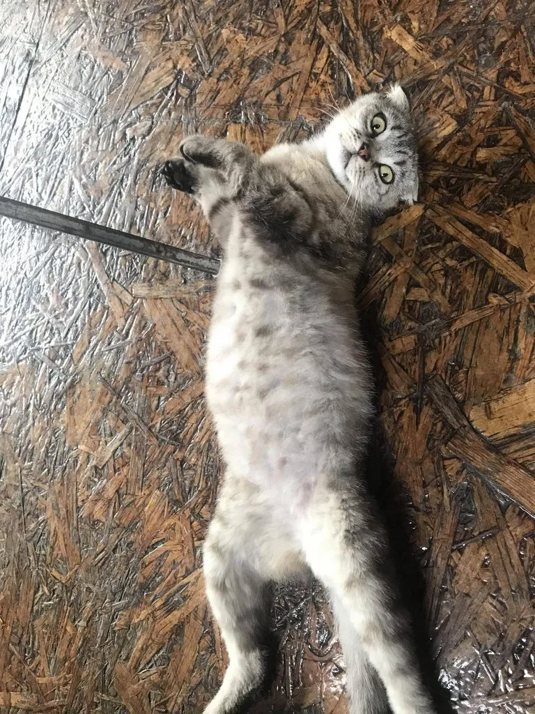 Чайная беседка