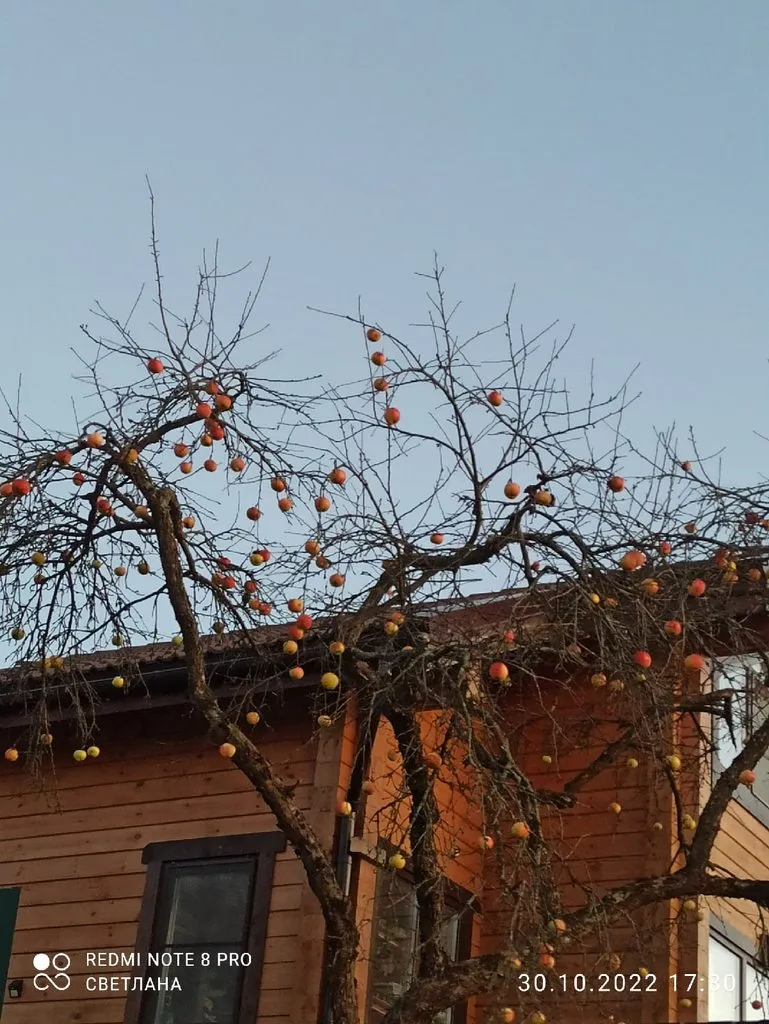 Кафе «У пани Сони»