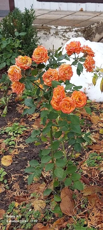 Чайная беседка