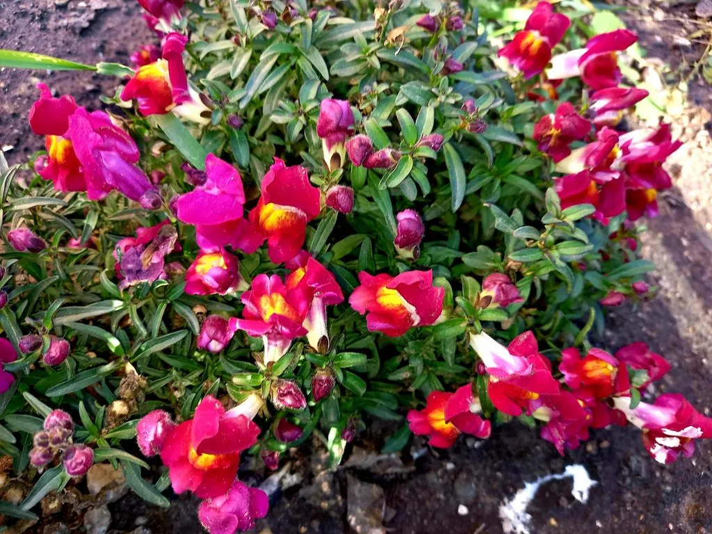 Чайная беседка