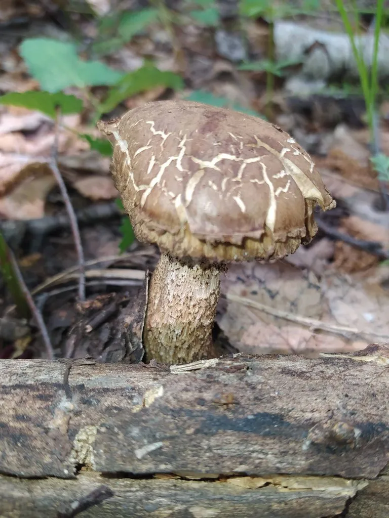 По грибы с лукошком