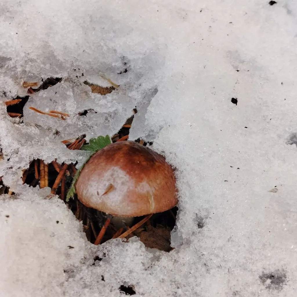 Чайная беседка