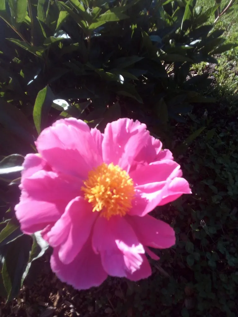 Чайная беседка