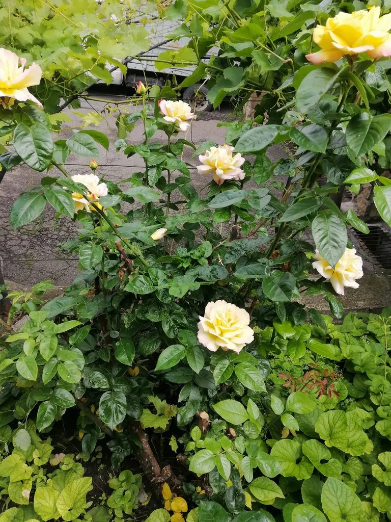 Чайная беседка