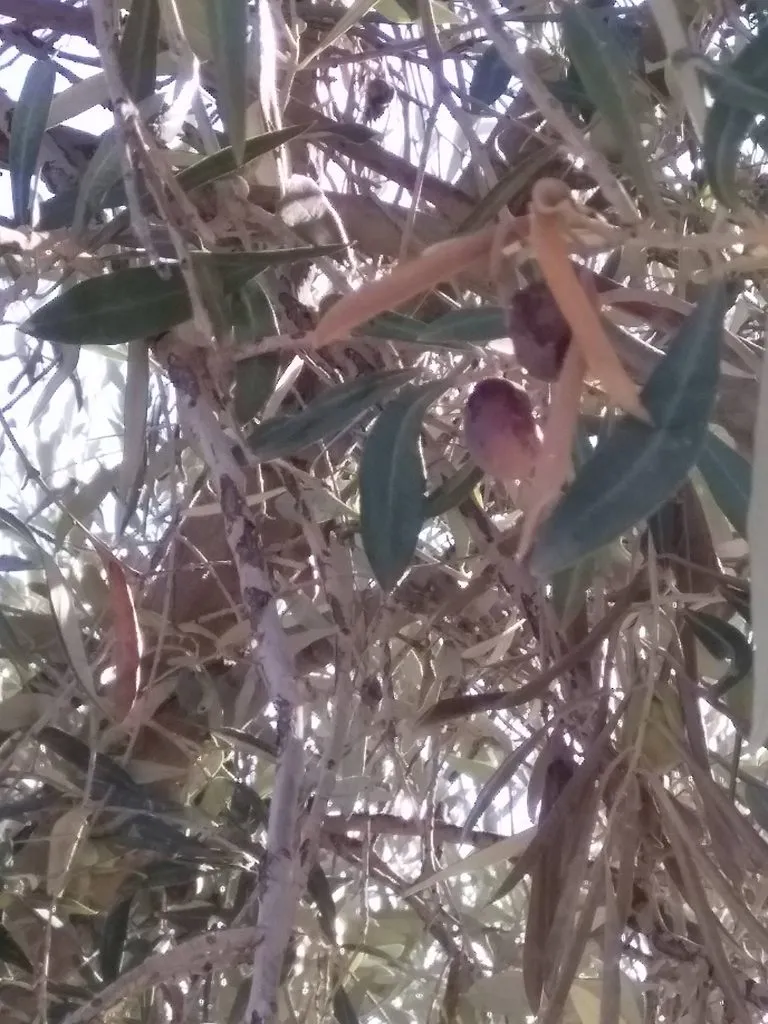 Чайная беседка