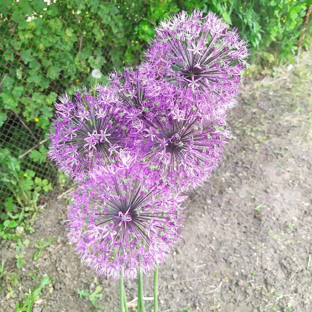 Чайная беседка