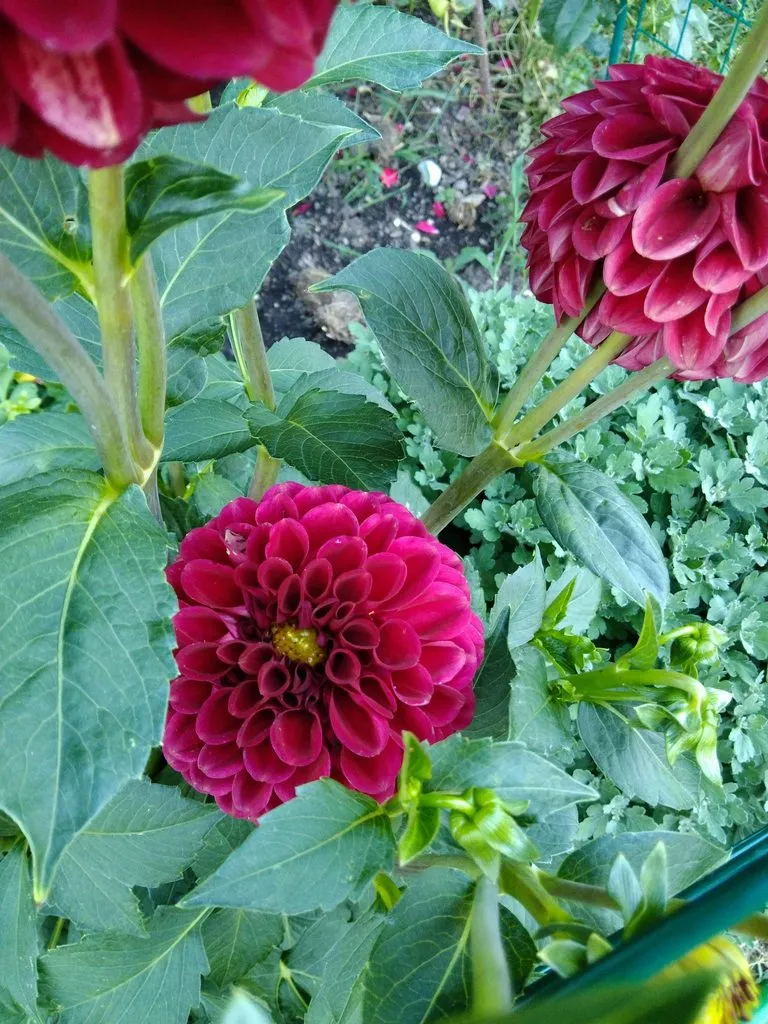 Чайная беседка