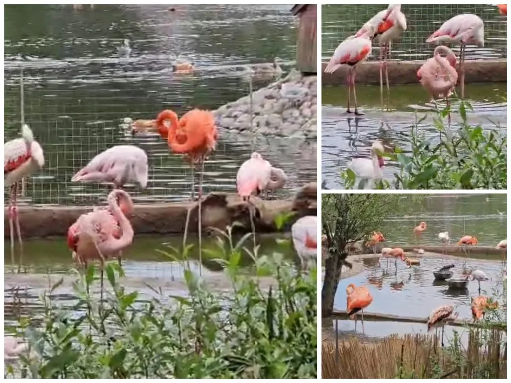 Чайная беседка