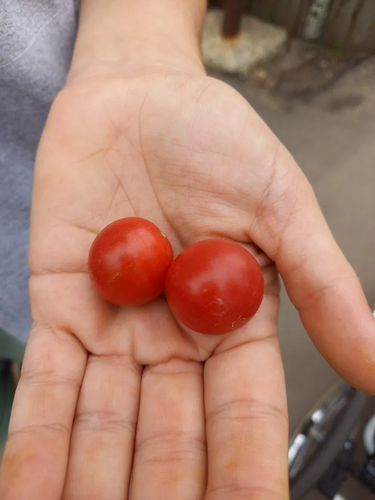 Чайная беседка