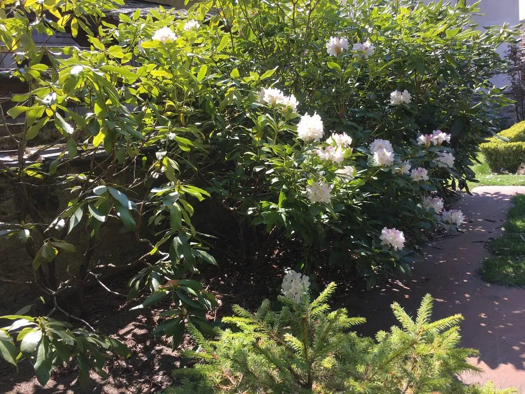 Чайная беседка