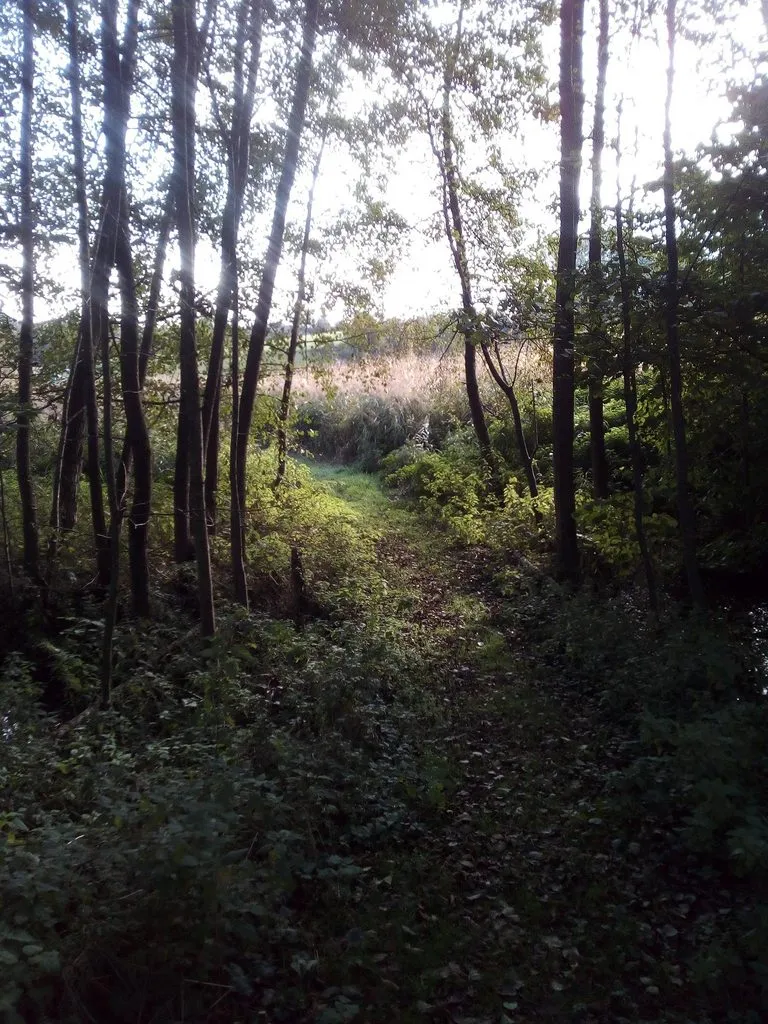 Чайная беседка