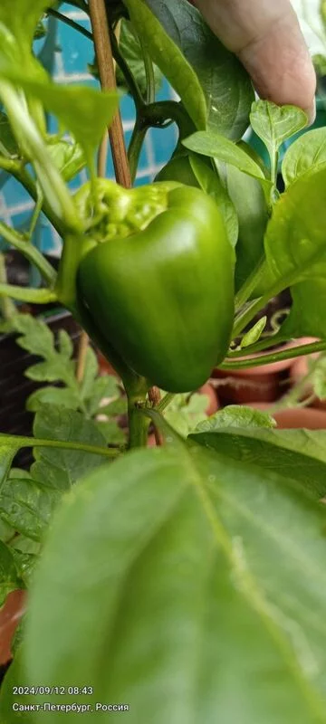 Tapтaлeтки & Ко