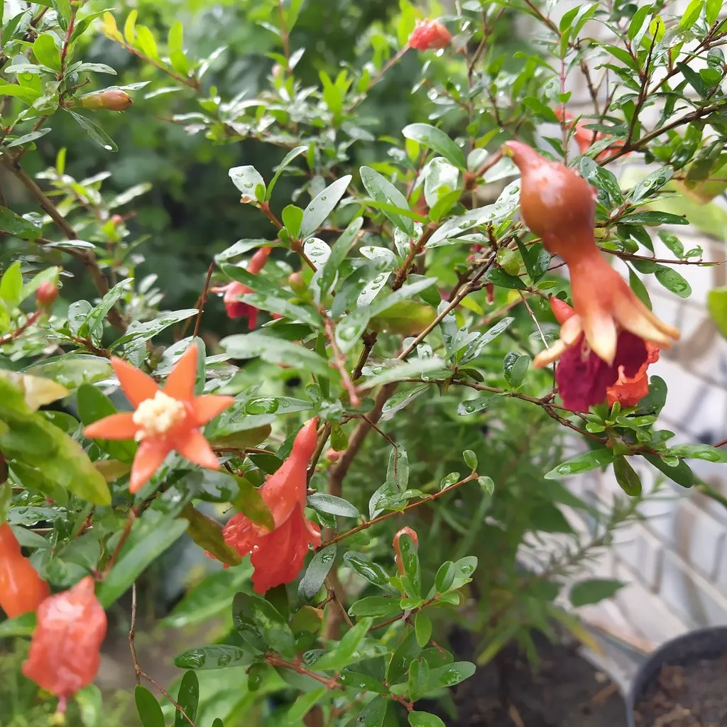 Чайная беседка