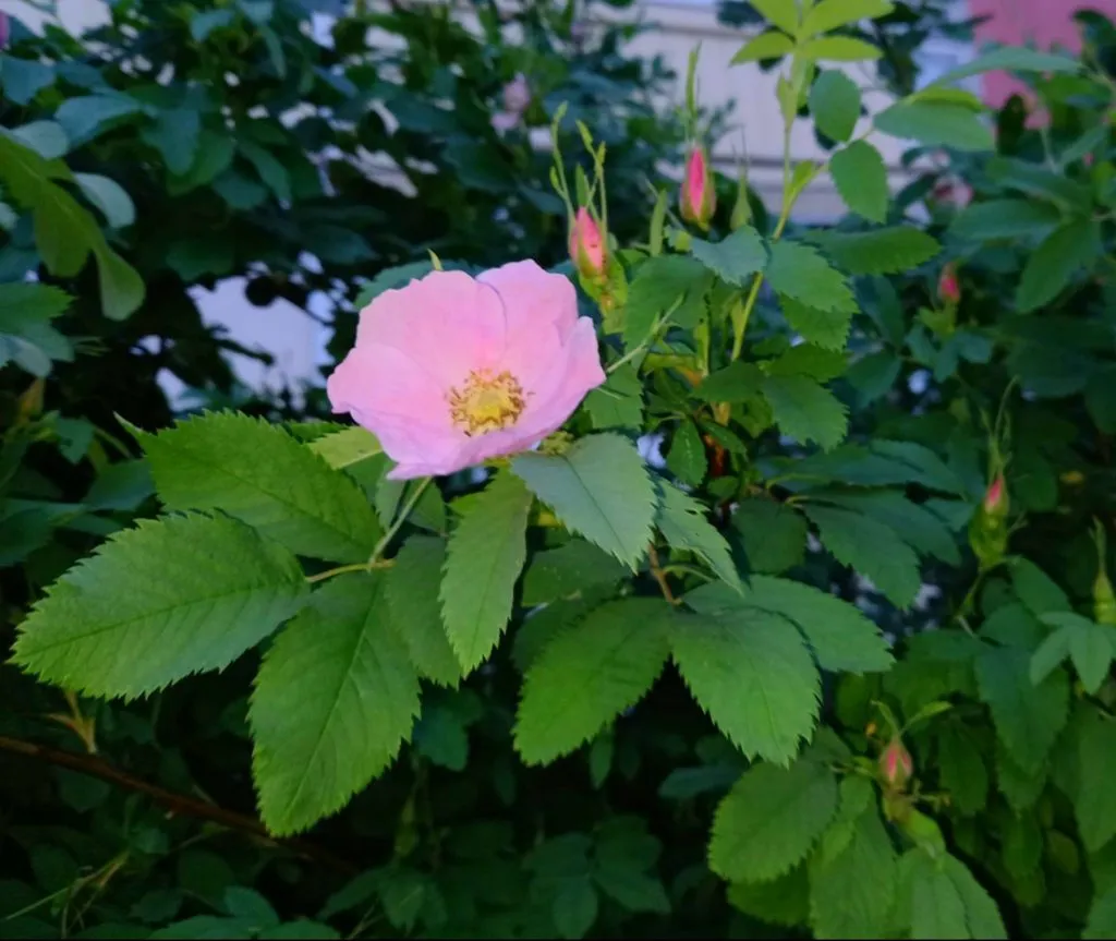 Tapтaлeтки & Ко