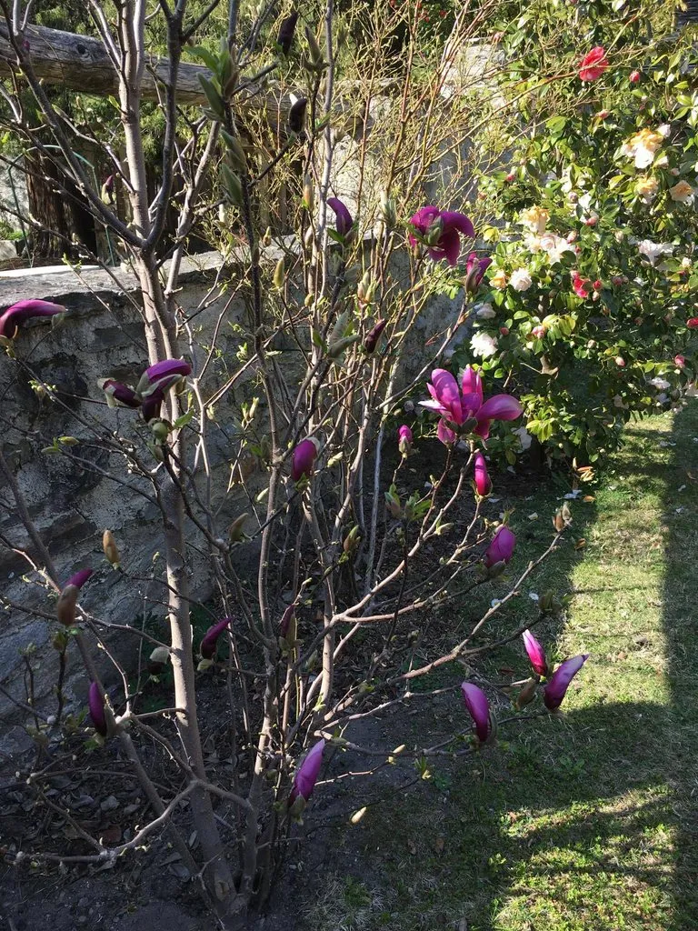 Чайная беседка