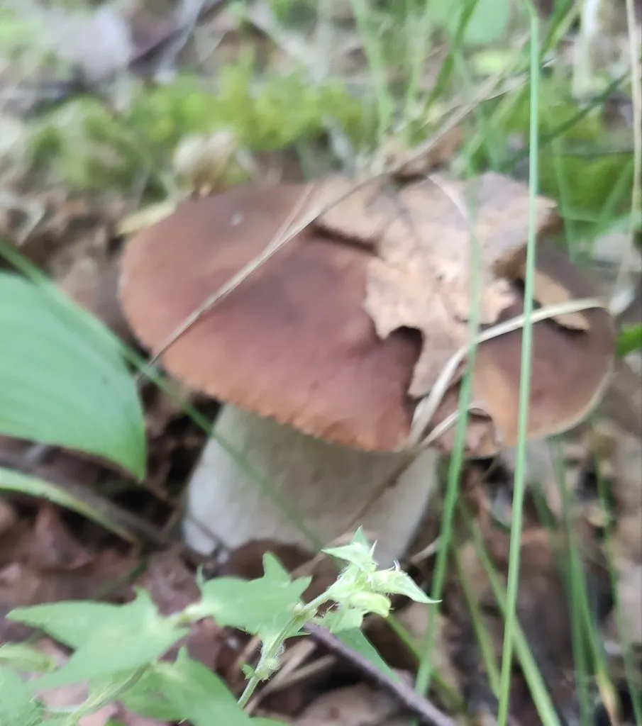 Кафе «У пани Сони»