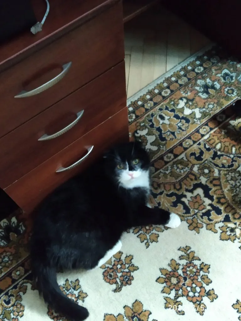 Tapтaлeтки & Ко