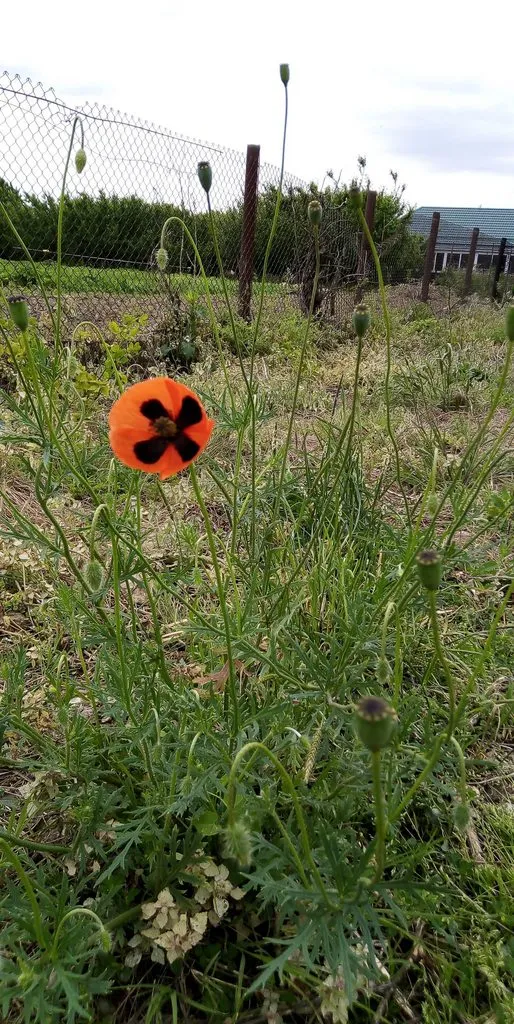 Чайная беседка