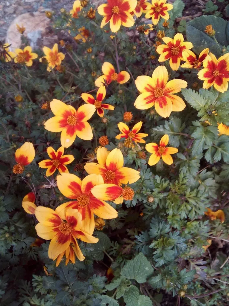 Чайная беседка