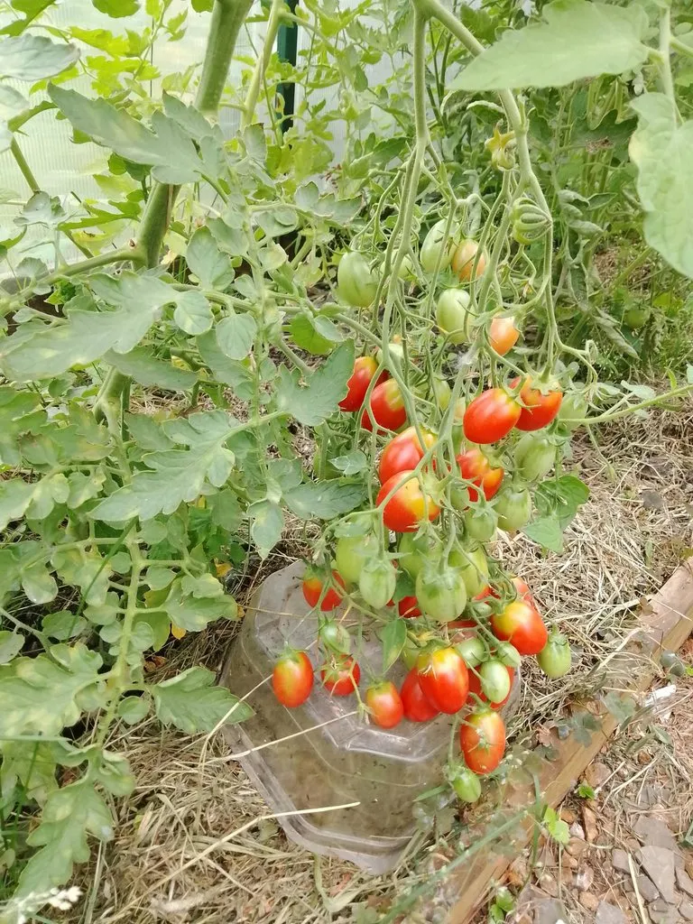 Сажаем, растим, собираем урожай…