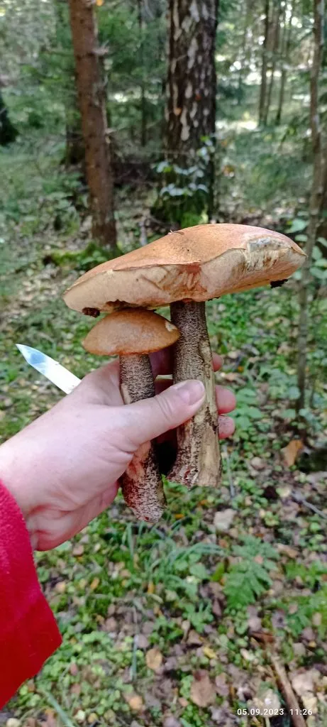 По грибы с лукошком