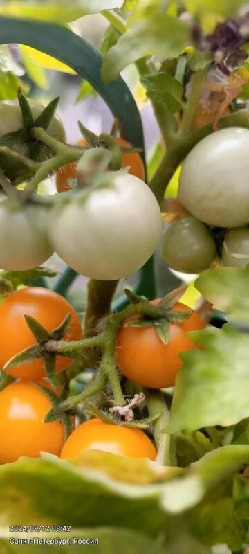 Tapтaлeтки & Ко