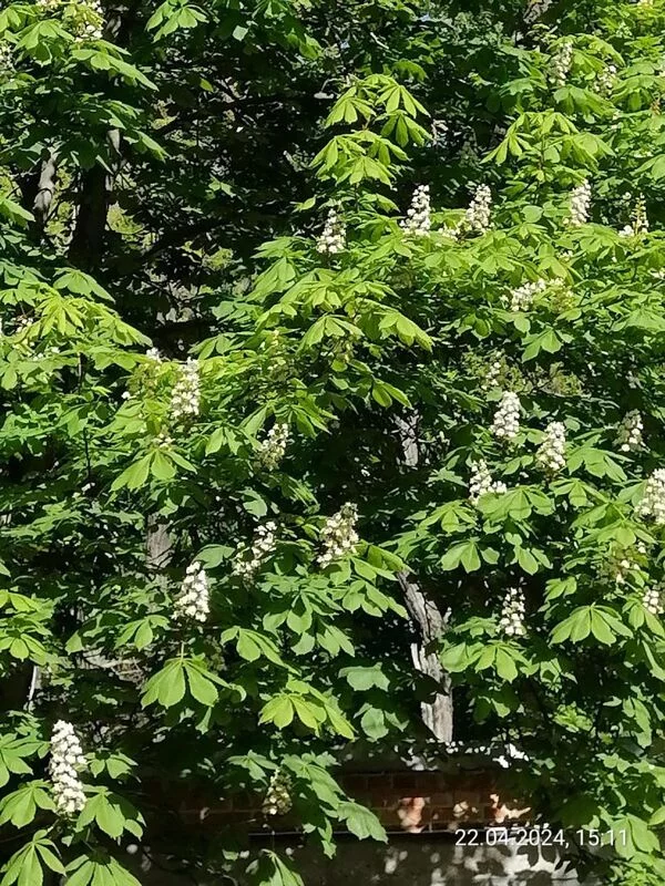 Чайная беседка