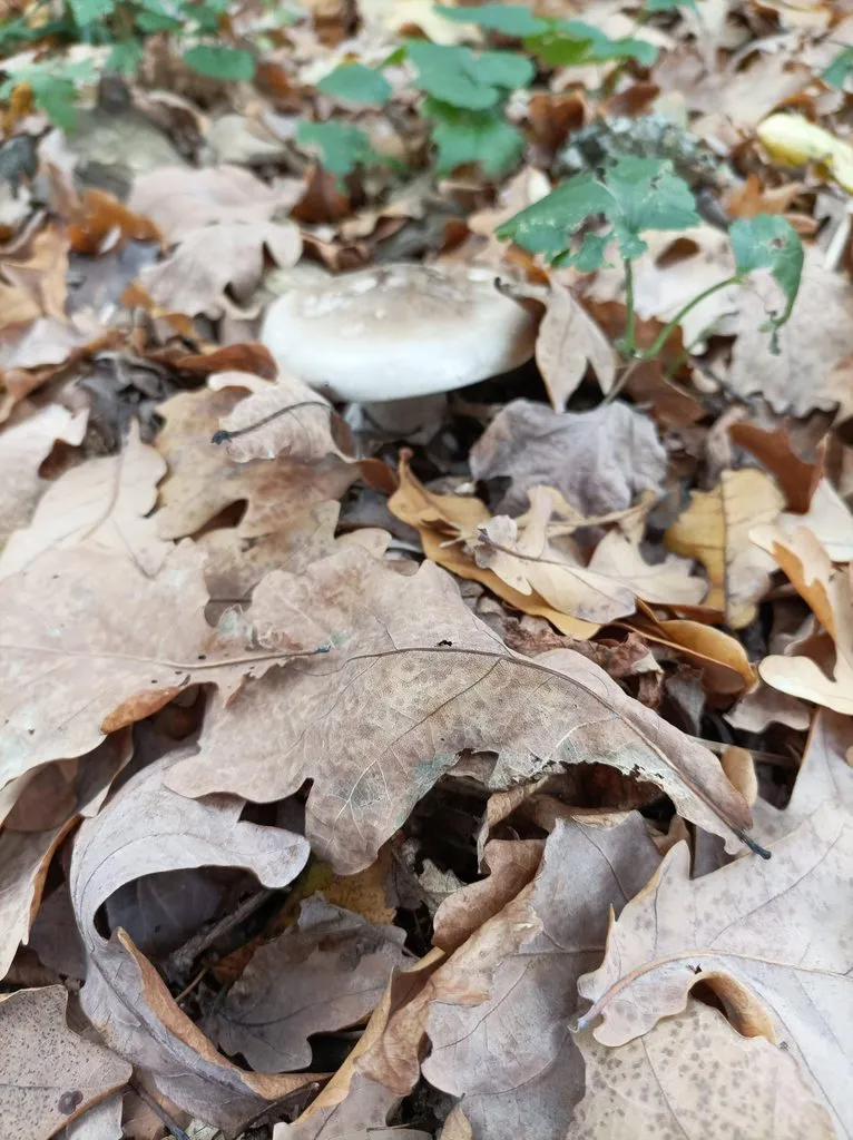 Чайная беседка