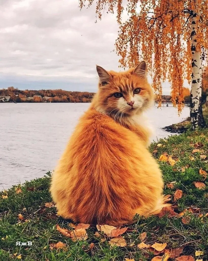 Кафе «У пани Сони»