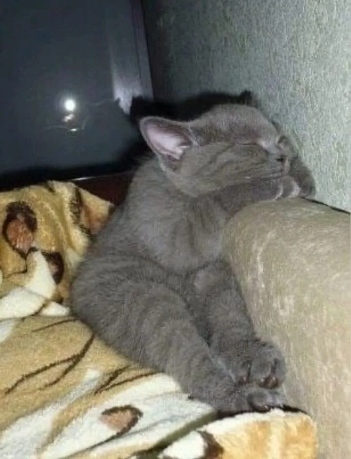 Кошичкина полиция