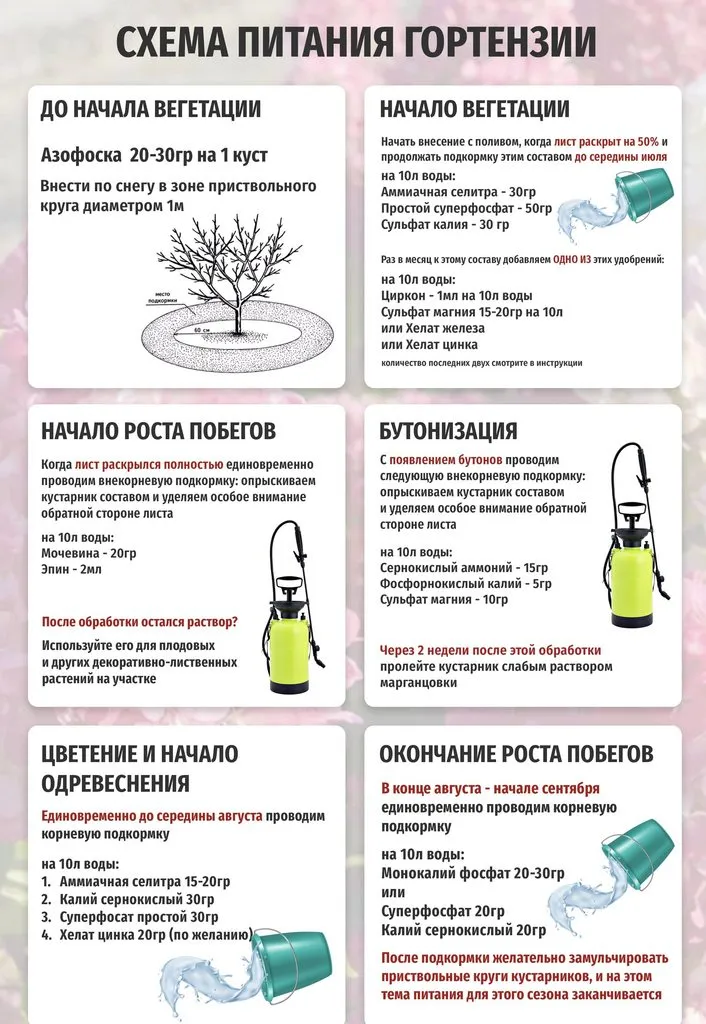 Цветы на моем участке (2022 г.)