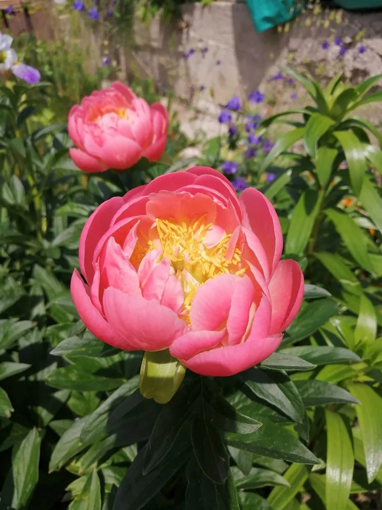 Чайная беседка