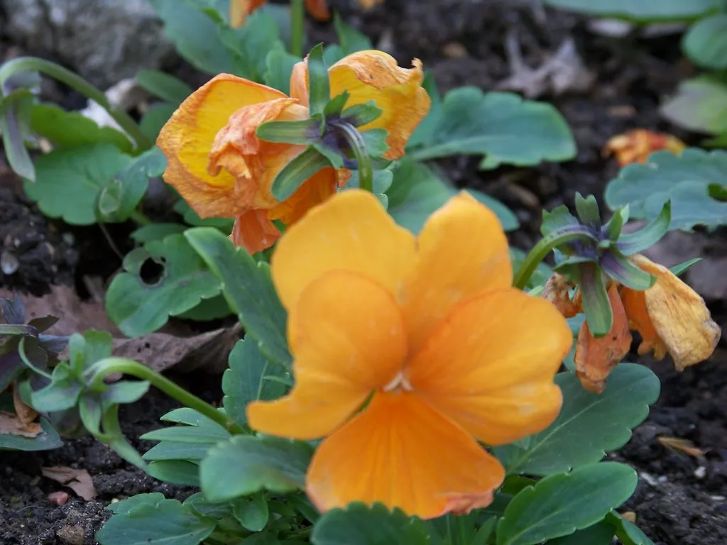 Чайная беседка