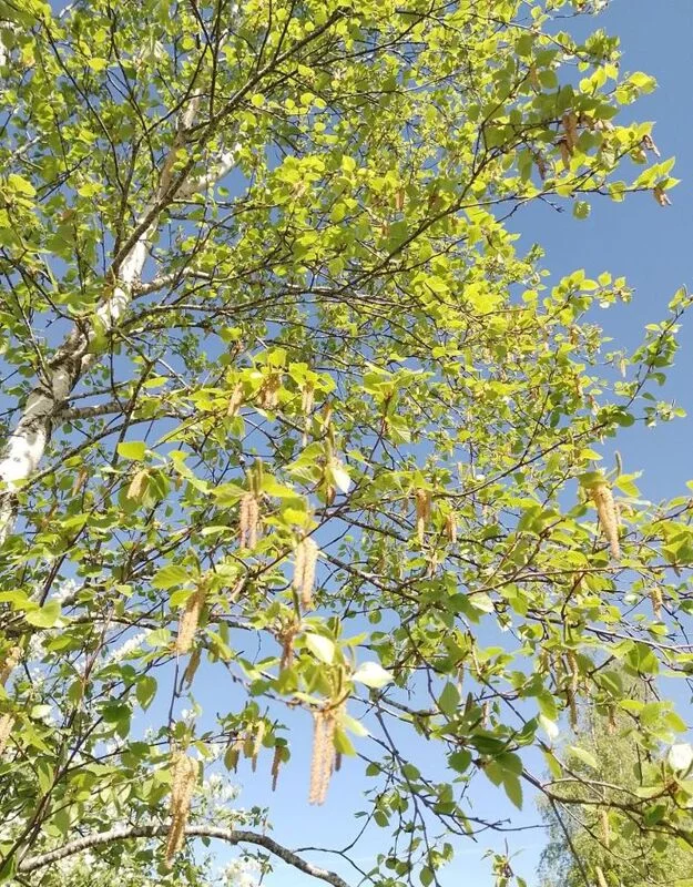 Фотонастроение