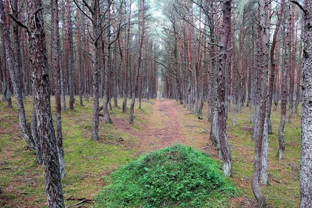 И снова, через год, встречай, Калининград!
