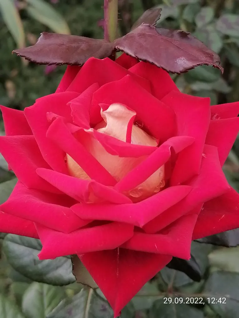 Чайная беседка