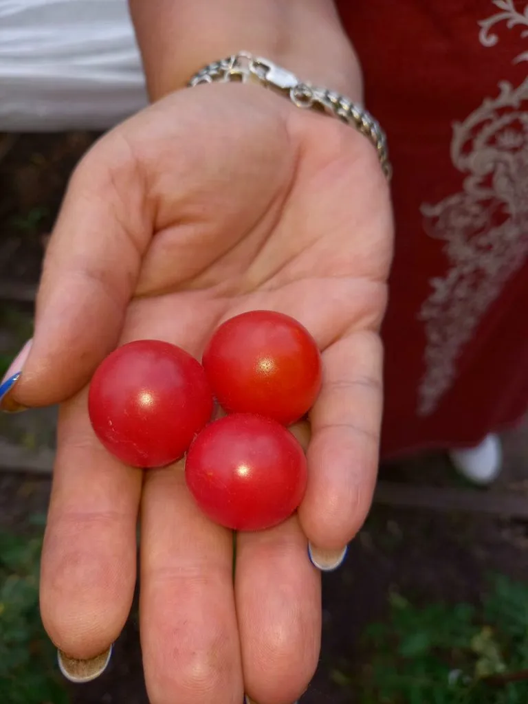 Чайная беседка